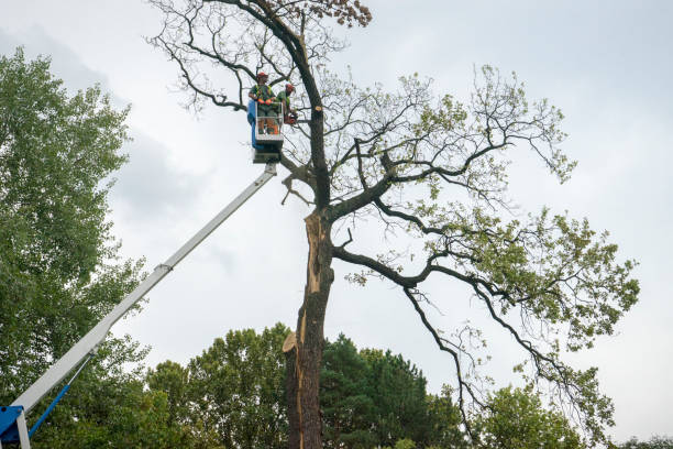 Best Fruit Tree Pruning  in Tioga, ND