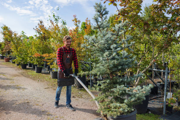 Best Storm Damage Tree Cleanup  in Tioga, ND